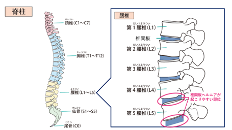 脊椎と腰椎